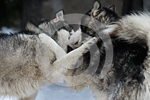 Alaskan malamute playing in a frozen day