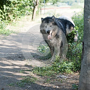 Alaskan Malamute