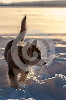 Alaskan malamute playing in the snow
