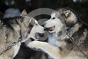Alaskan malamute playing