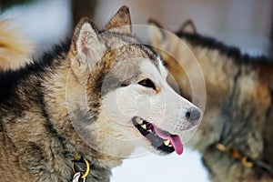 Alaskan Malamute playing in the snow