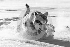Alaskan malamute pup playing in the snow