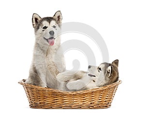Alaskan Malamute puppies sitting in a basket