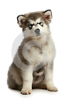 Alaskan Malamute puppy