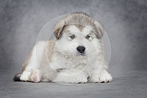 Alaskan malamute puppy