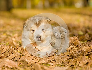 Alaskan malamute puppy and baby kitten in autumn park