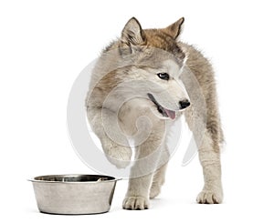 Alaskan Malamute puppy with a bowl pawing up