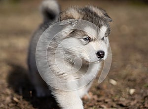 Alaskan Malamute Puppy. Closeup Portrait. Walking on the Grass. Young Dog