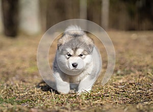 Alaskan Malamute Puppy. Closeup Portrait. Walking on the Grass. Young Dog