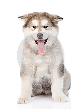 Alaskan malamute puppy dog sitting in front. isolated on white
