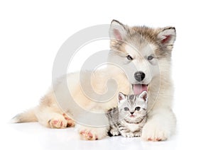 Alaskan malamute puppy embracing tiny kitten. isolated on white