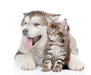 Alaskan malamute puppy hugging maine coon kitten. isolated on white