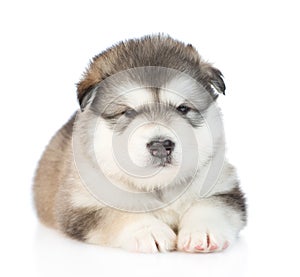 Alaskan malamute puppy looking at camera. isolated on white background