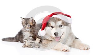 Alaskan malamute puppy and maine coon kitten with red santa hat. isolated on white