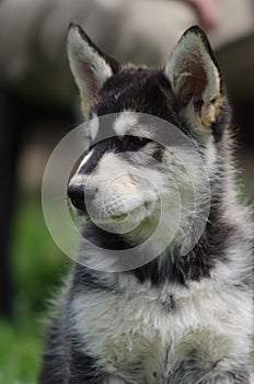 Alaskan malamute puppy portrait