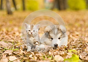 Alaskan malamute puppy and scottish kitten lying together in autumn park