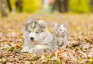 Alaskan malamute puppy and scottish kitten lying together in autumn park