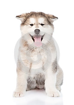 Alaskan malamute puppy sitting in front. isolated on white