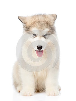 Alaskan malamute puppy sitting in front view. isolated on white