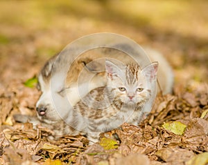 Alaskan malamute puppy sleep with tabby kitten on the autumn foliage in the park