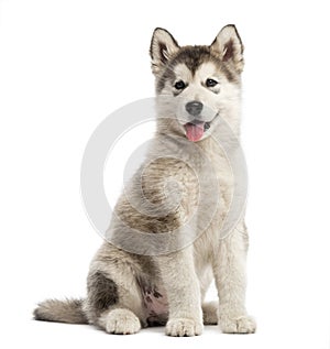 Alaskan Malamute puppy sticking the tongue out