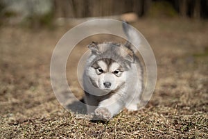 Alaskan Malamute Puppy Walking on the Grass. Young Dog. Portrait