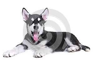 Alaskan Malamute Puppy on White Background in Studio