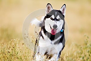 Alaskan Malamute Running