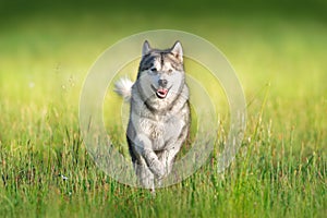 Alaskan malamute in motion