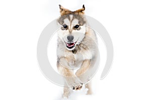 Alaskan Malamute Running isolated on white background