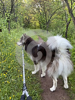 Alaskan Malamute on the Seneca Creek Greenway hiking tail