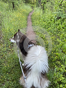 Alaskan Malamute on the Seneca Creek Greenway hiking tail