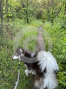 Alaskan Malamute on the Seneca Creek Greenway hiking tail