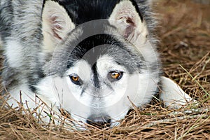 Alaskan Malamute Siberian Husky laying down