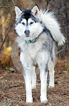 Alaskan Malamute Siberian Husky sled dog