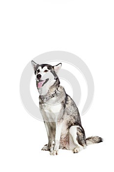 Alaskan Malamute sitting in front of the camera, isolated on white