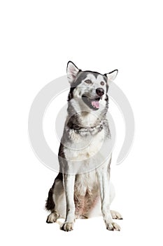 Alaskan Malamute sitting in front of the camera, isolated on white