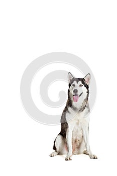 Alaskan Malamute sitting in front of white background