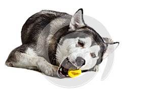 Alaskan Malamute sitting in front of white background