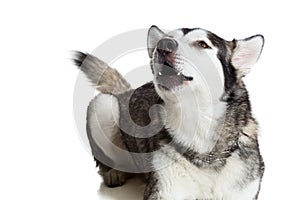 Alaskan Malamute sitting in front of white background