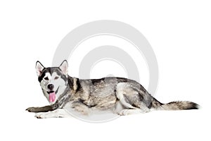 Alaskan Malamute sitting in front of white background