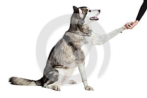 Alaskan Malamute sitting in front of white background