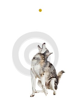 Alaskan Malamute sitting in front of white background