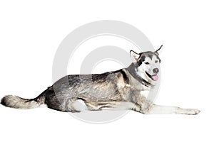 Alaskan Malamute sitting in front of white background