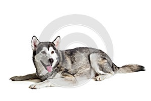 Alaskan Malamute sitting in front of white background