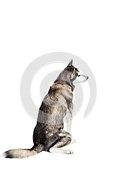 Alaskan Malamute sitting in front of white background