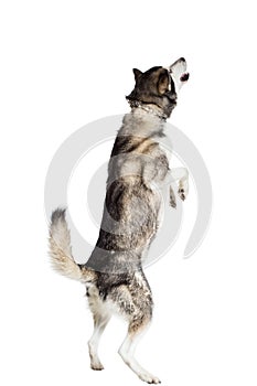 Alaskan Malamute sitting in front of white background