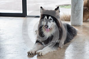 Alaskan Malamute sitting and looking for people