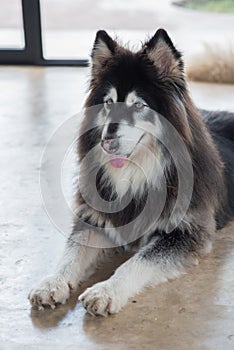 Alaskan Malamute sitting and looking for people