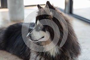 Alaskan Malamute sitting and looking for people